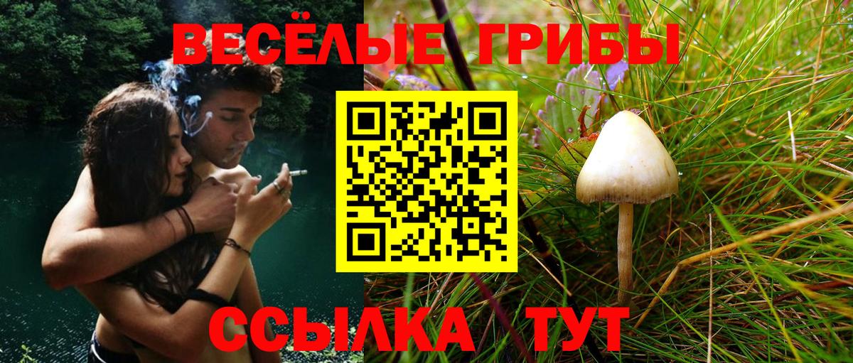 дарнет шоп  Галлюциногенные грибы Psilocybe  Вход с VPN  Богданович 